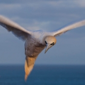 Landeanflug
