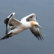 im Flug