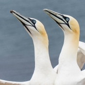 Synchrontanz