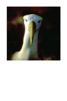 Albatross_Galapagos
