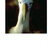 Albatross_Galapagos