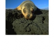 Seehund