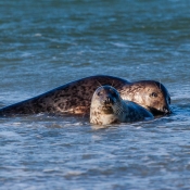 5DII_96675_160217_144048_400mm_f5,6_750s_ISO0_(c)900