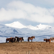 5D4_17603_190316_180310_400mm_f67_350s_ISO0_c900