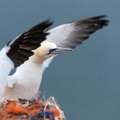 Helgoland