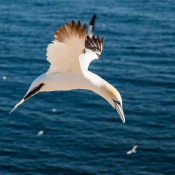 5DII_94448_150721_184323_105mm_f5,6_750s_ISO200_(c)900