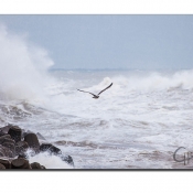5DII_91925_141022_124851_400mm_f6,7_350s_ISO200